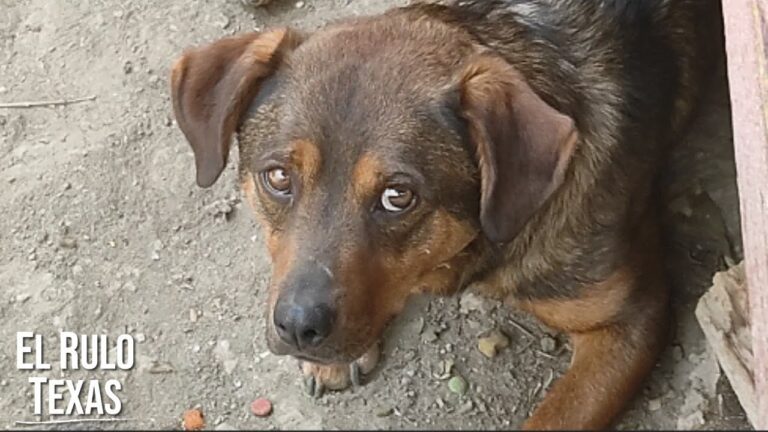 Asociaciones de Protección Animal en La Carolina: Guía Completa