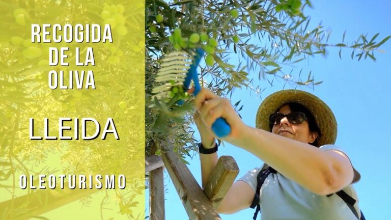 Gu&iacute;a para disfrutar catas de aceite en Martos
