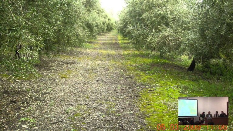 Zonas con Mayor Densidad de Árboles en Martos