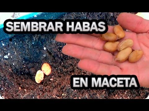 Guía para Comprar Fruta Fresca en Martos
