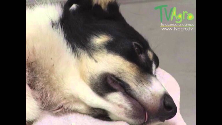 Cl&iacute;nicas Veterinarias en Linares: Gu&iacute;a Completa
