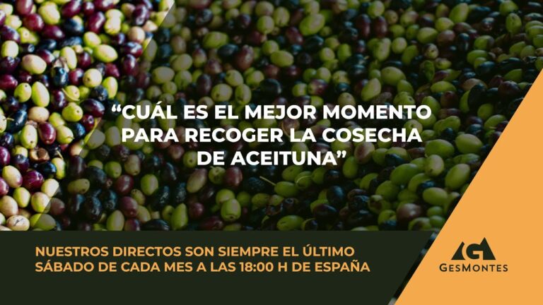 Los Mejores Lugares para Disfrutar Café en Villanueva del Arzobispo